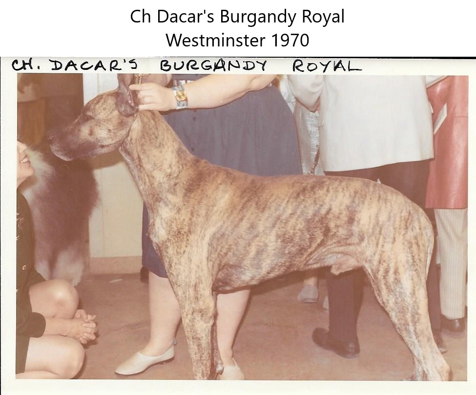 Ch Dacars Burgandy Royal
